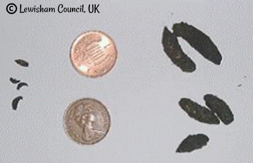 Identify Rodent Droppings: Mice Vs Rats FDD