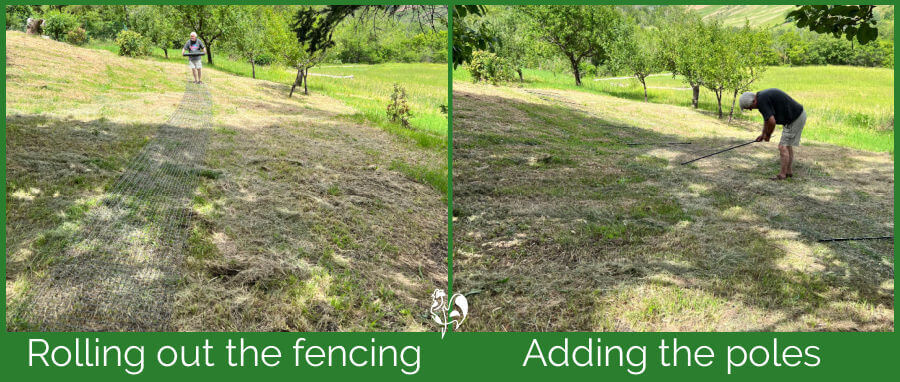 Omlet fencing: rolling out the fencing on photo 1; adding the poles photo 2.