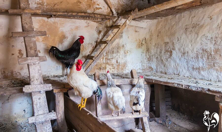 Des poulets sur des perchoirs de différentes hauteurs.