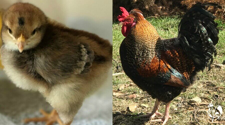 Rooster, aged one week and one year.