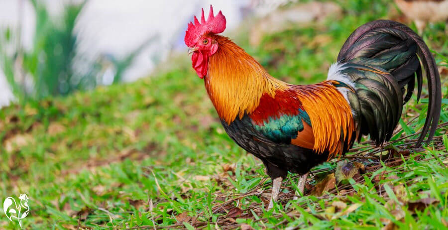 Why have a rooster? 5 top reasons why it's a great idea.