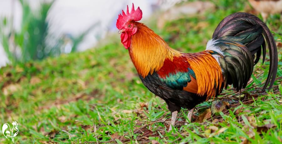 rooster-colours.jpg