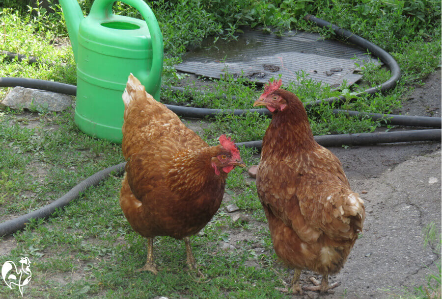 Hens standing by my hose pipe and watering can.
