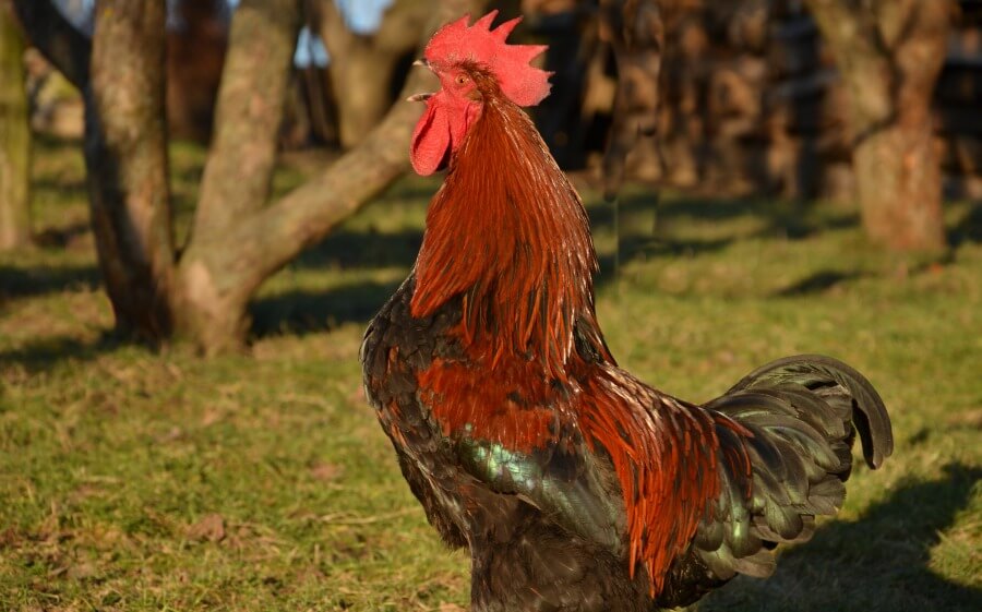 A large rooster crowing.