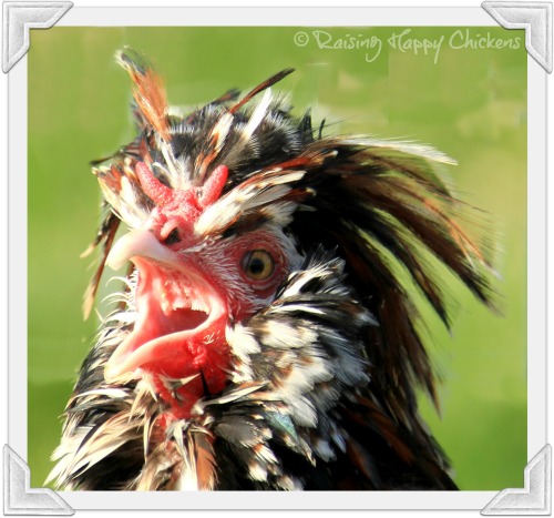 Back Yard Chickens The Law And You