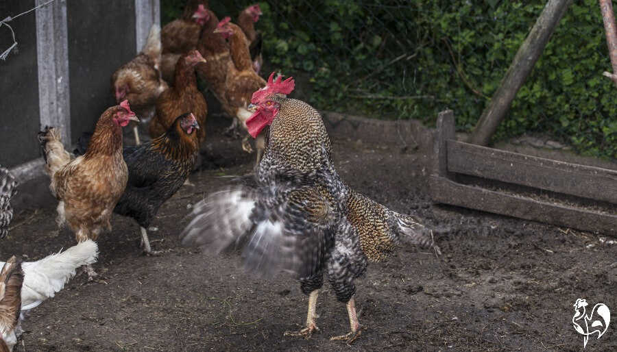 A mature rooster defending his flock of hens.