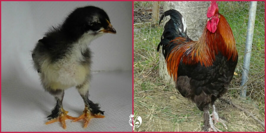 A Black Copper Marans rooster at two weeks and one year respectively.