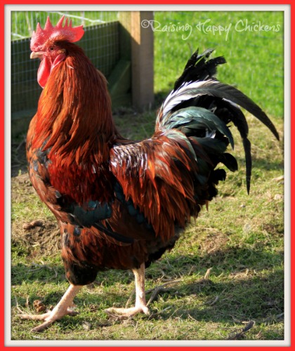  Un beau coq - pas nécessaire à la ponte mais nécessaire à la fertilisation.