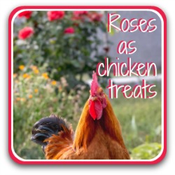 Roses for chickens - link.