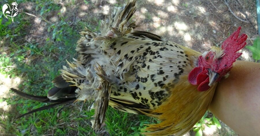 July in the chicken coop care for your flock safely in 