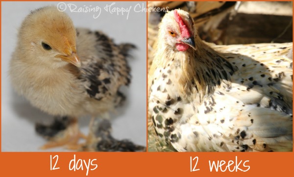 Baby Chick Growth Chart