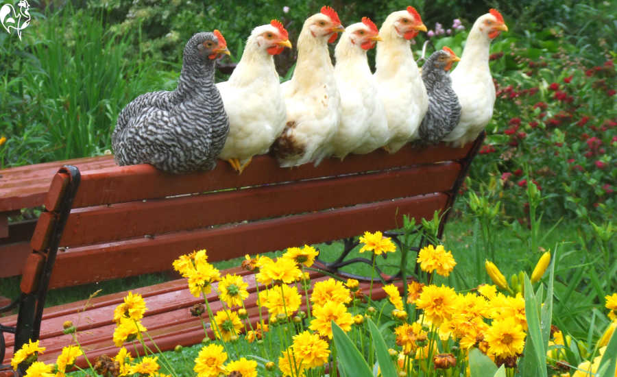 Six poules se reposant sur un banc.