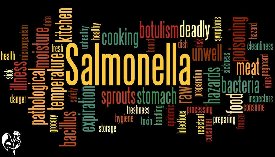 Salmonella And Chicken Keeping The Facts