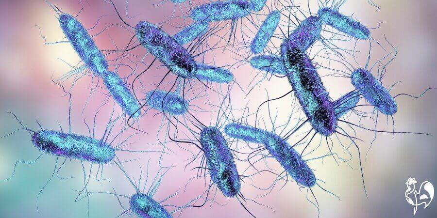 Rat urine can carry the Salmonella bacteria. The Salmonella bacteria.