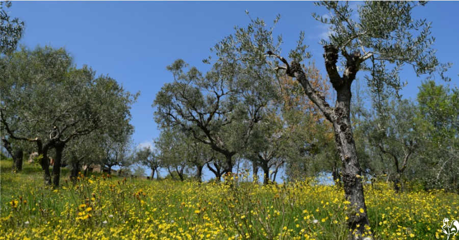 Our olive grove in Italy. Olive grove in Italy.
