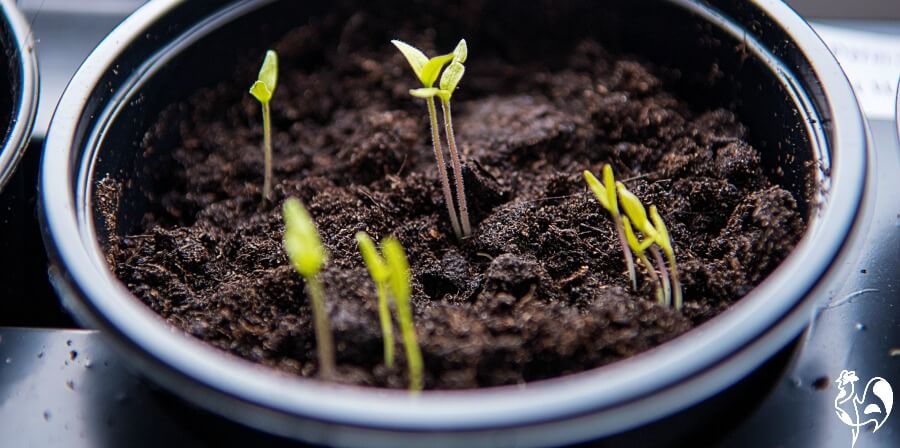 Seedlings in pot - a sign that spring is on the way. Seedlings in pot - a sign that spring is on the way.