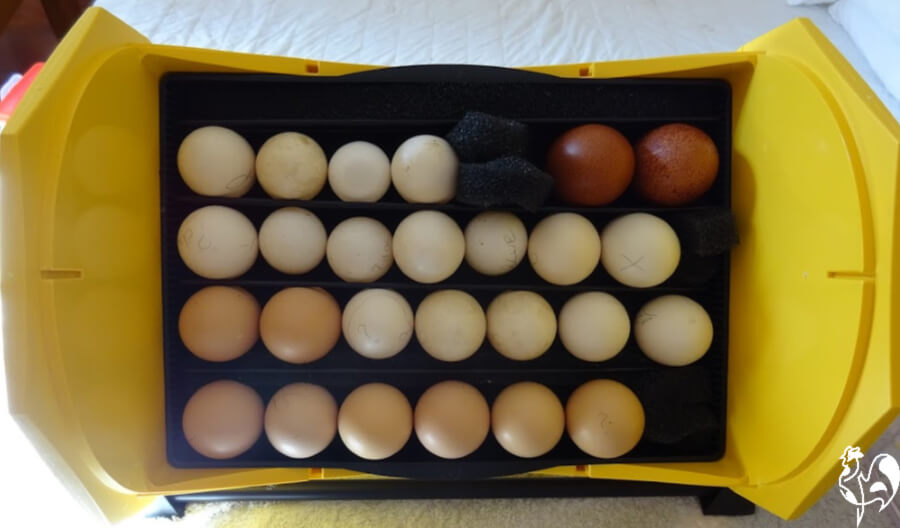 Incubating chicken eggs your questions answered.