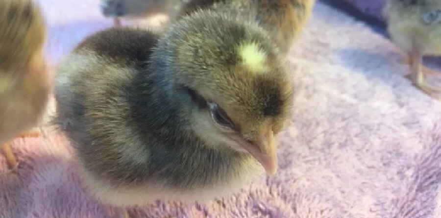 A male Legbar chick with the tell-tale yellow dot on his head.