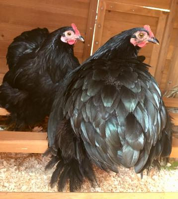 Her first day with us.💕