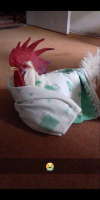 He used to sleep instantly when I wrap him like this ♥️