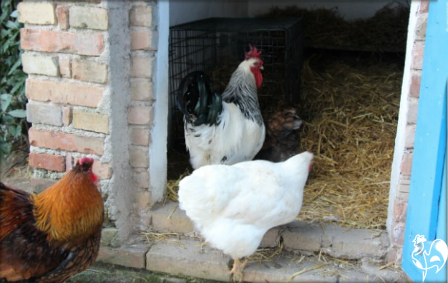 Keeping an injured chicken near the flock allows for visiting the sick!