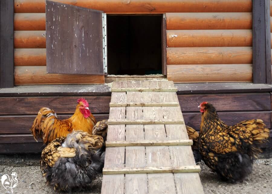 Automatic Chicken Coop Door (Pros and Cons) - Whole Made Living