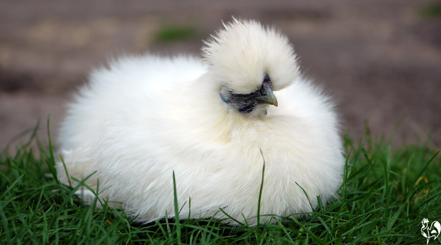 Silkie chickens will become saturated and drown very quickly. 