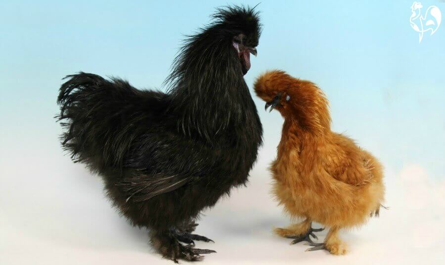 Silkie chickens : why they're the teddy bear of the ...