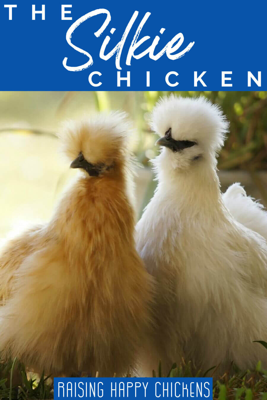 Silkie Chicken