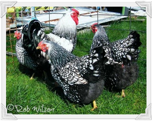 Wyandotte chickens : are they the right breed for you?