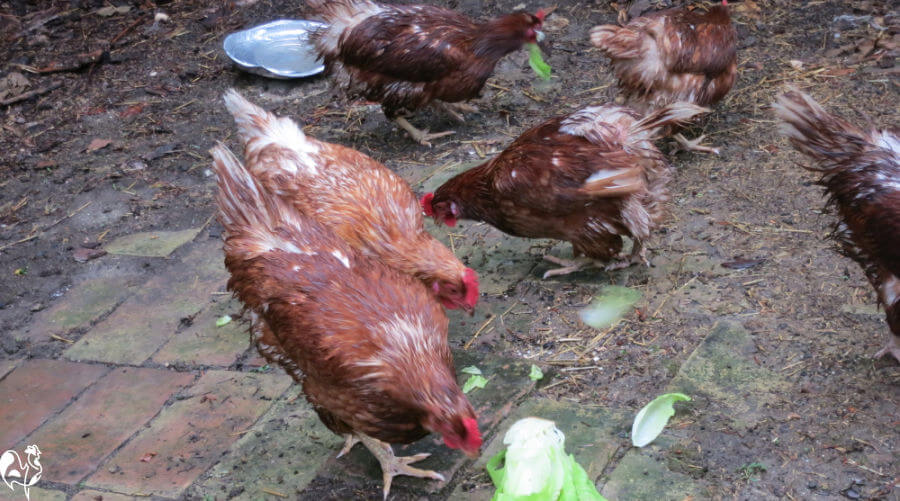 My chickens when I first took them over. Bricks plus rain is not a good solution. Several wet brown hens trying to forage on a brick base.