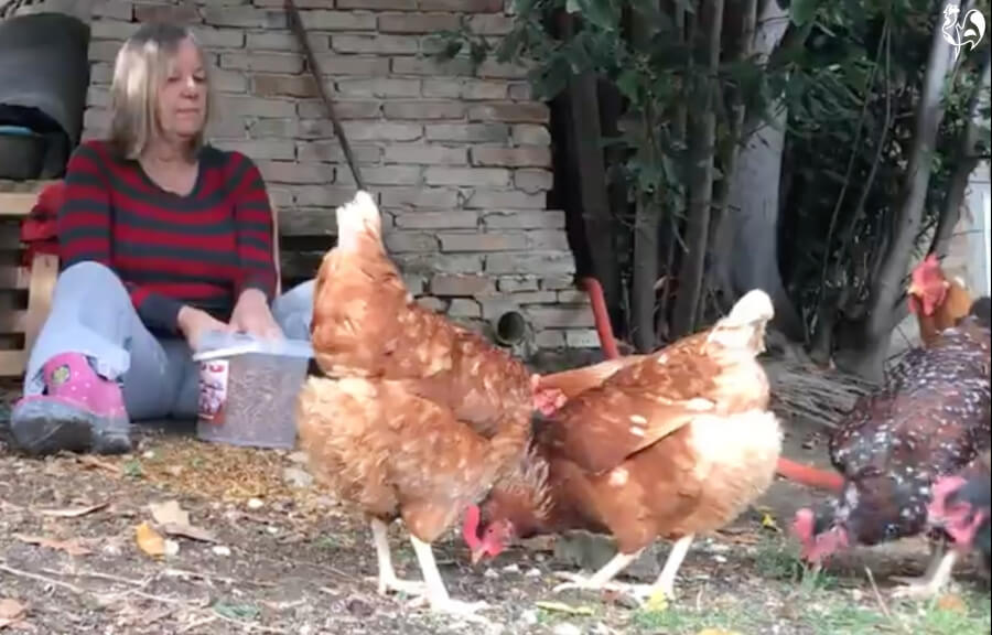 Sit with your chickens to increase their trust. Me, sitting in my chicken run with my chickens around looking for treats.