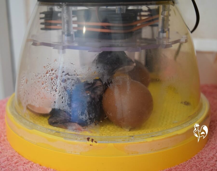 Brinsea's smallest chicken incubator ideal for firsttime hatching!