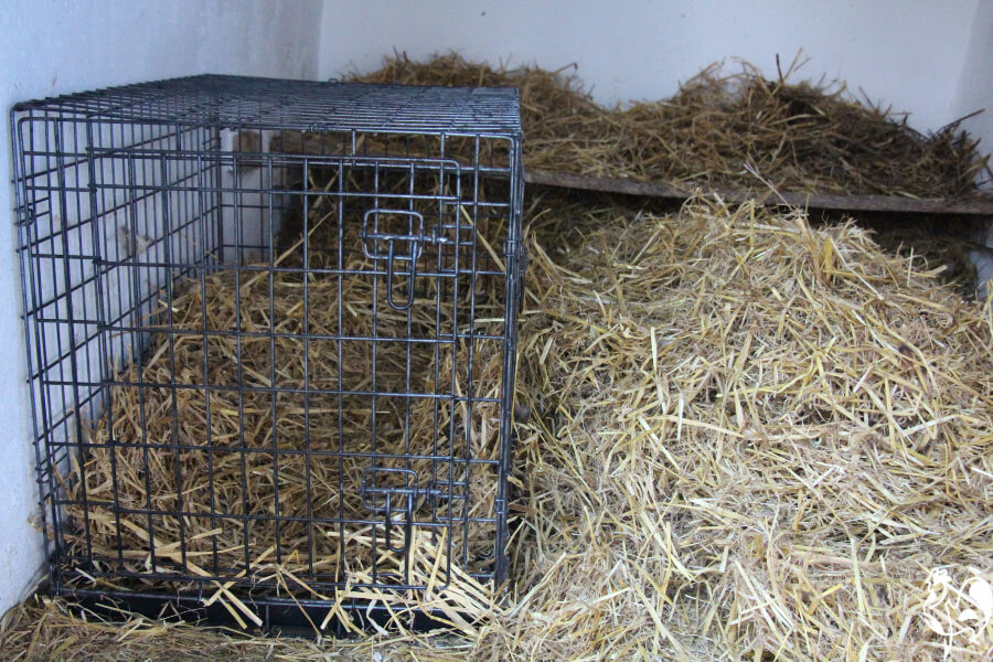 A dog crate used as a chicken's sick bay placed in the coop.