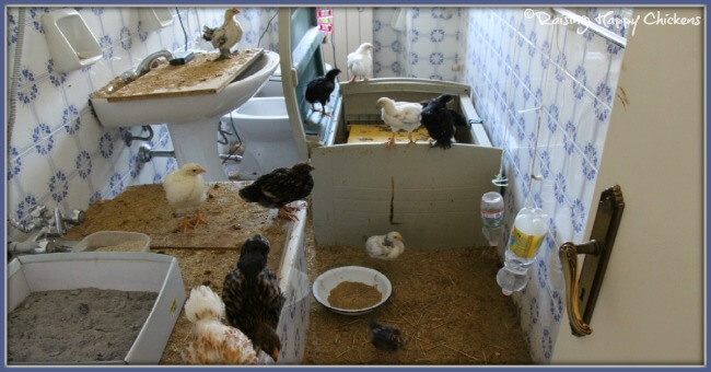 Keeping chicks separate in a bathroom seemed like a good idea at the time!