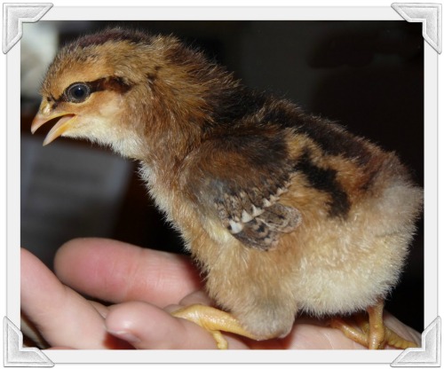 Baby Chick Breed Identification Chart