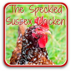 The Speckled Sussex chicken breed - link.