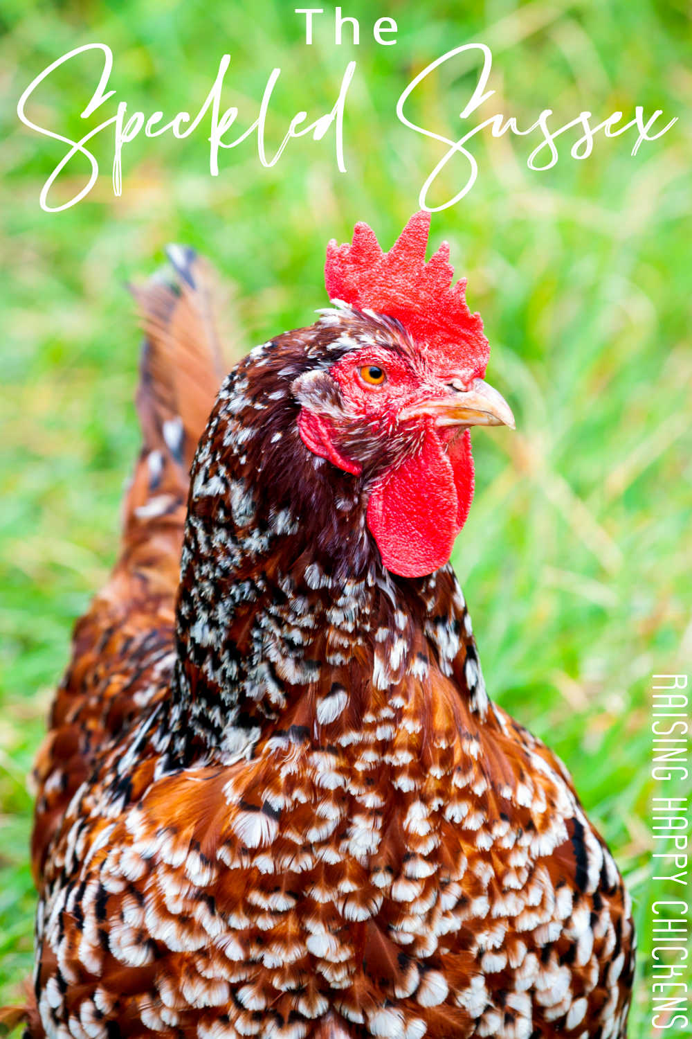 III. Sussex Hen Personality Traits