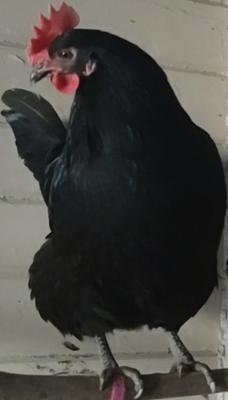 Squeek standing tall