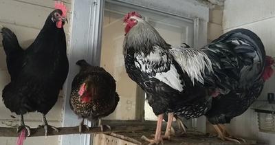 Squeek was almost as big as our big rooster