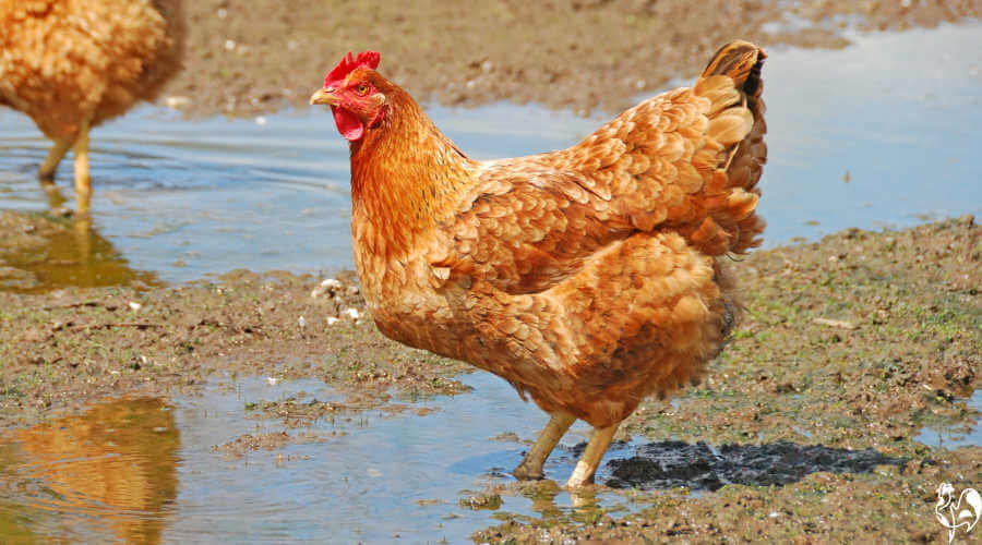 A brown hen standing in a pool of water.