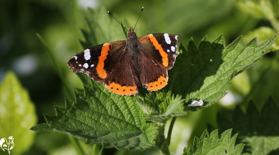 A benefit of stinging nettles: they attract Red Admiral butterflies. A Red Admiral butterfly on a stinging nettle leaf.