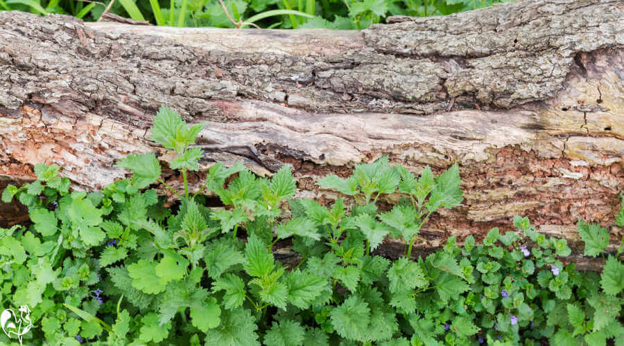 Stinging nettles grow in woodland due to the fertile soil. Stinging nettles growing by a tree in woodland.
