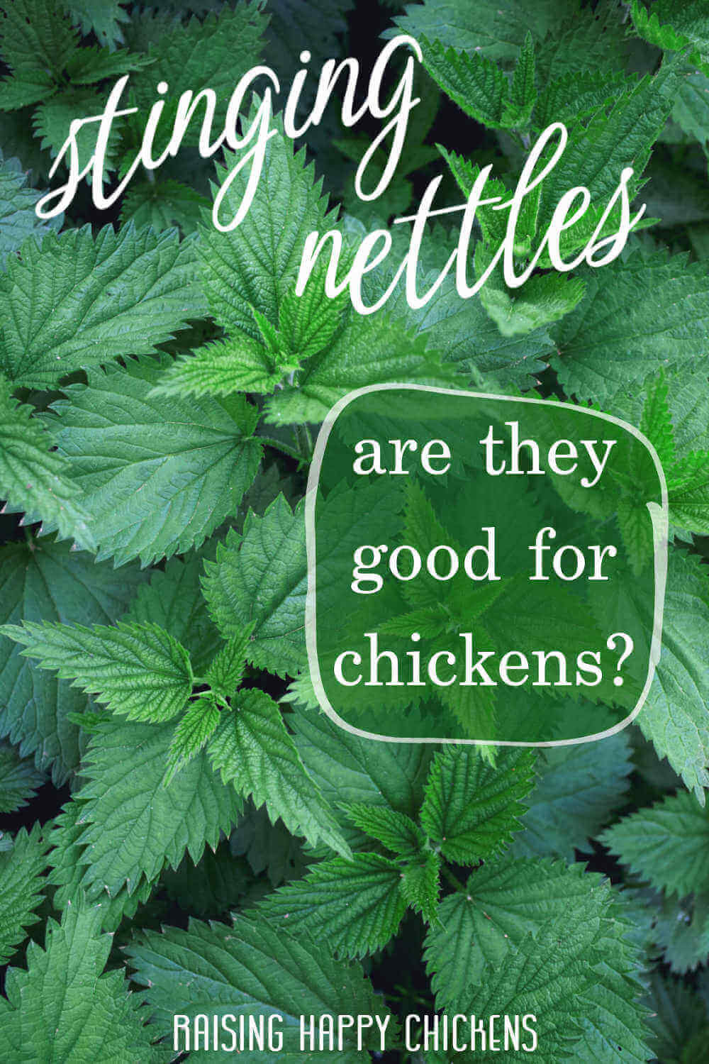 stinging-nettles-for-chickens