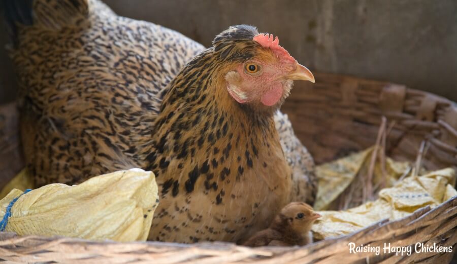 Storing fertile chicken eggs: 5 steps to a successful hatch.