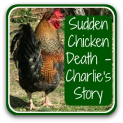 Sudden chicken death syndrome - link.