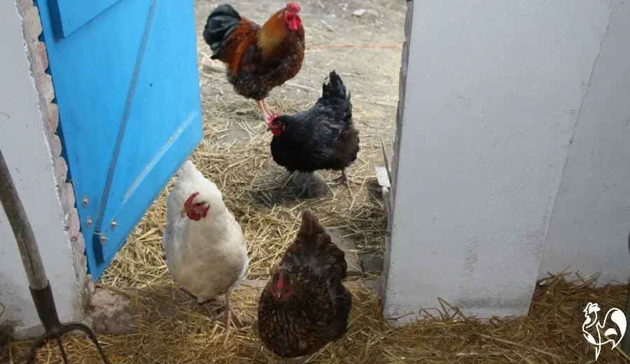 Sophia the Wyandotte leads the flock out of the coop in the morning.
