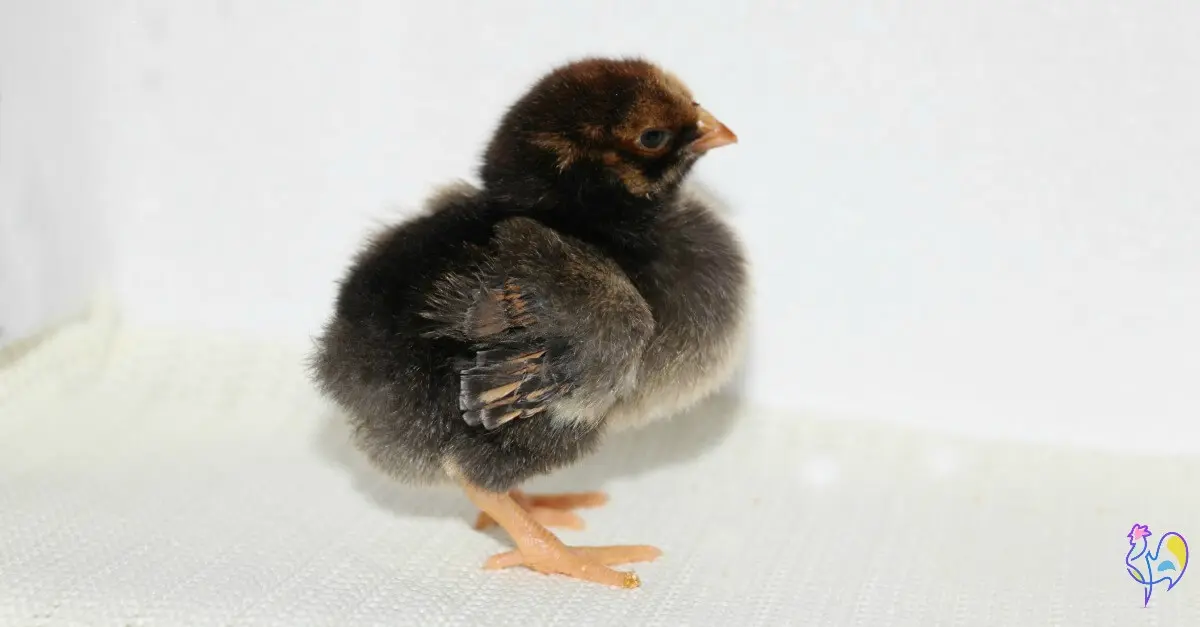 Sophia as a chick.