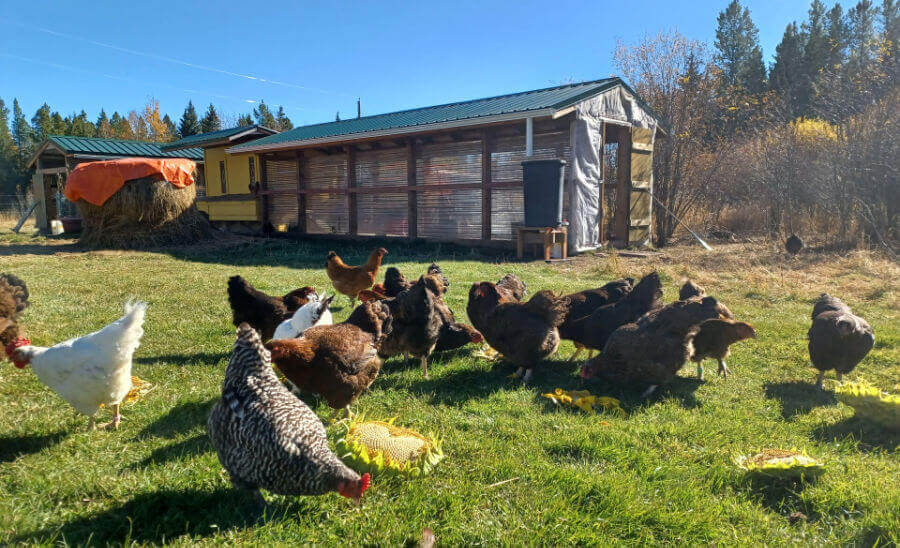 A group of hens tuck into sunflower heads on a sunny day on the farm.
