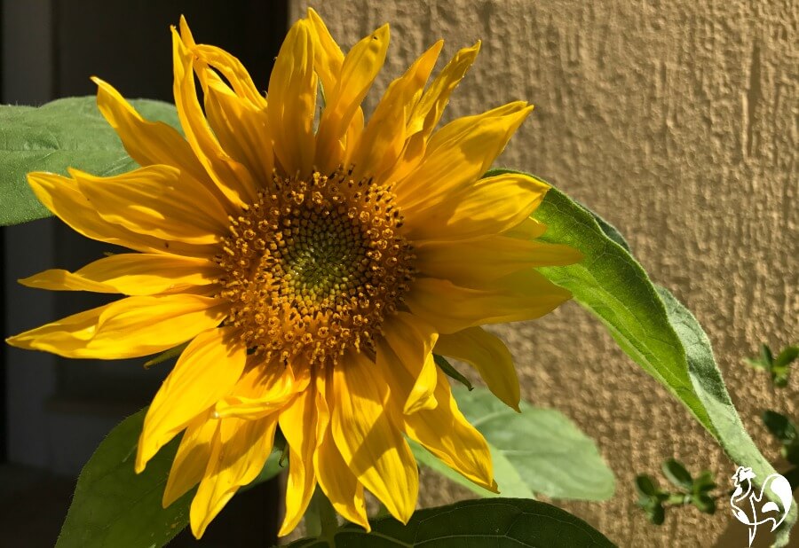 A dwarf sunflower.